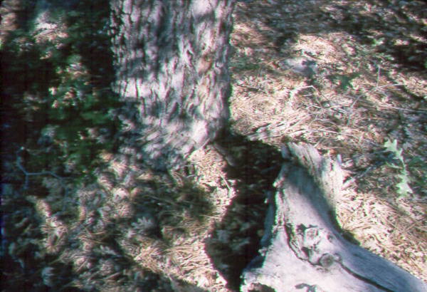 Entrance into a gambel oak tree used by squirrels