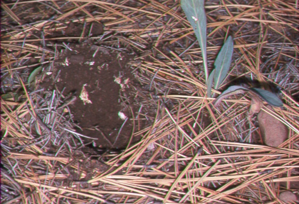Mushroom dig