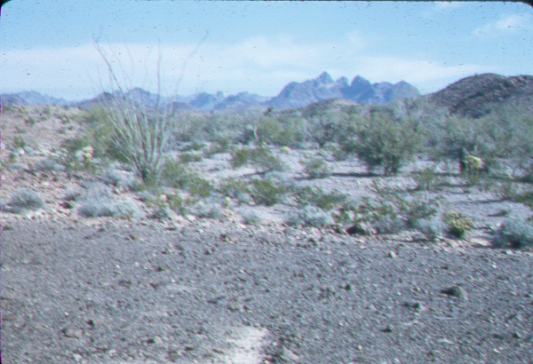 Desert vegetation