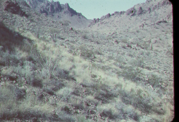 Desert vegetation