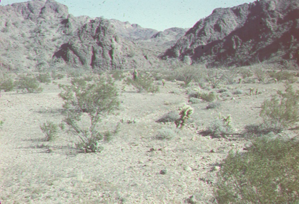 Creosote in desert drainage