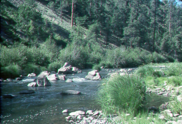 Subalpine riparian woodland with <i>salix</i> sp. along river