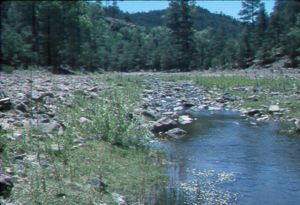 Young <i>populus angustifolia</i> along water