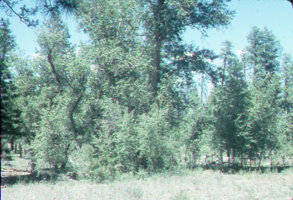 Mixed age stand of <i>populus angustifolia</i>