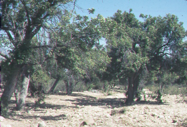 <i>Fraxinus velutina</i> (arizona ash) association- heavily grazed