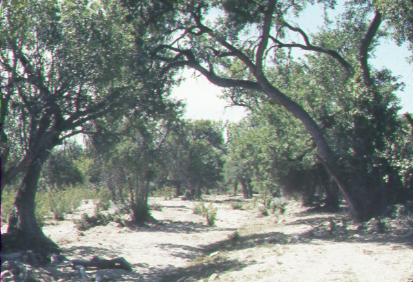 <i>Fraxinus velutina</i> (arizona ash) association- heavily grazed