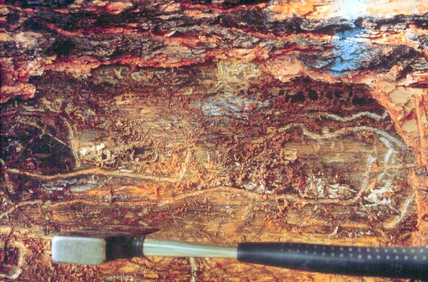 Beetle gallery beneath the bark