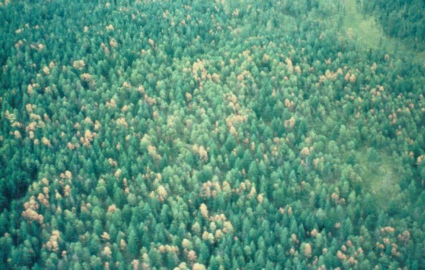 Appearance from the Air