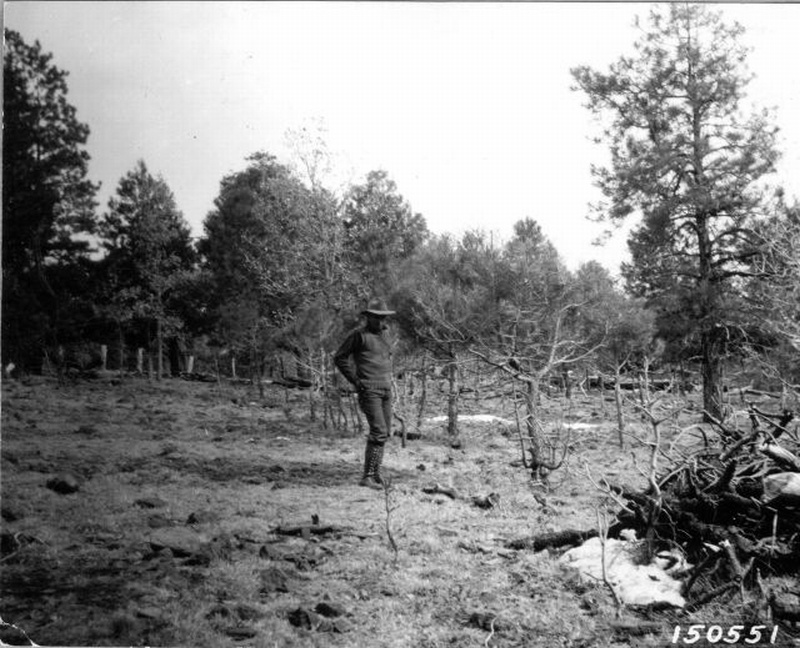 Damage to western yellow pine reproduction by sheep 