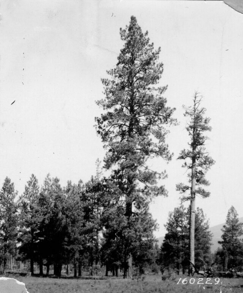 a good yellow pine seed tree 