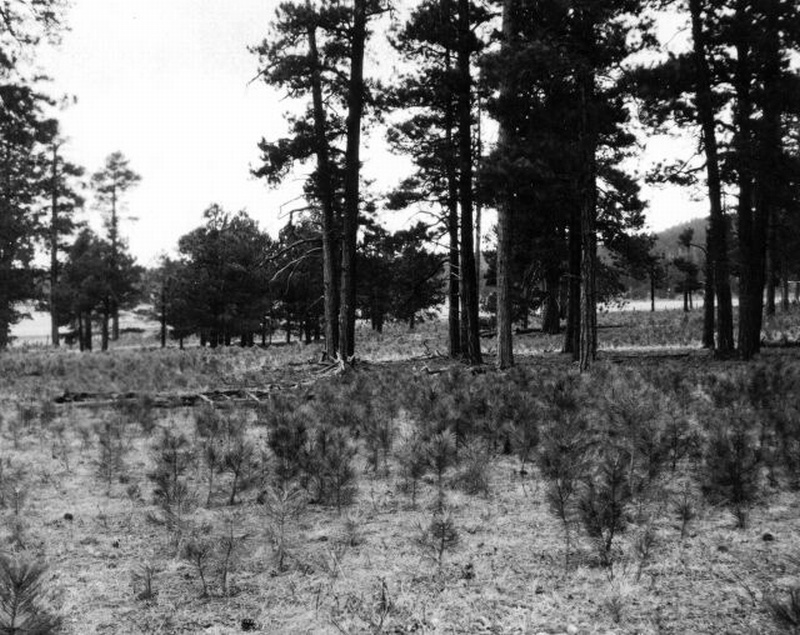 Good advance reproduction of ponderosa pine in open stand