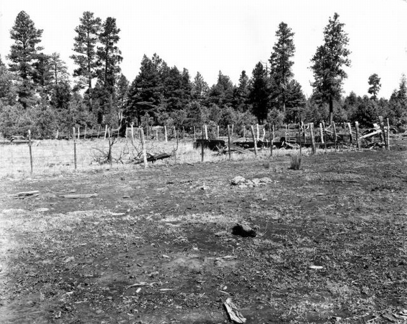 Pine reproduction (chiefly 1919 crop) reclaiming cutover area