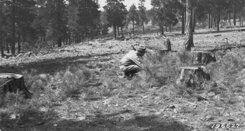 ponderosa pine regeneration