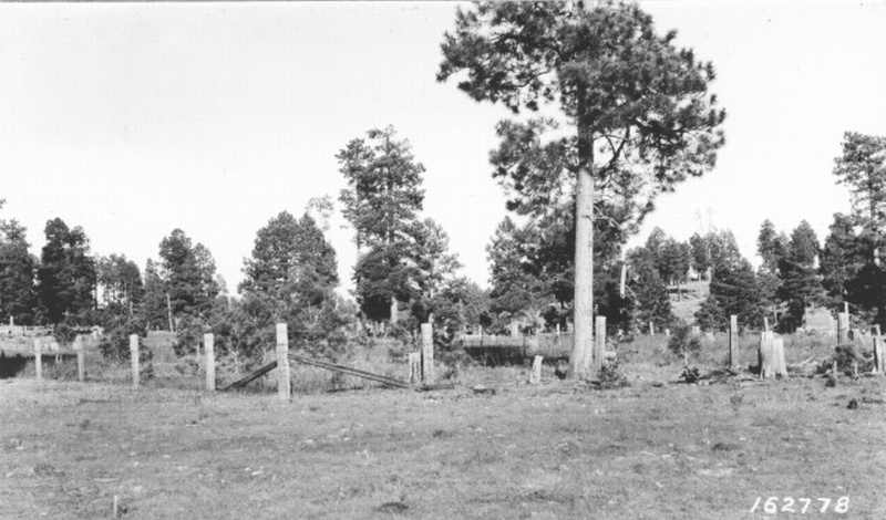 study plot
