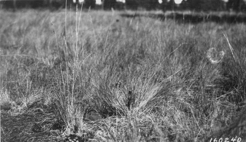 seedlings on stump patches