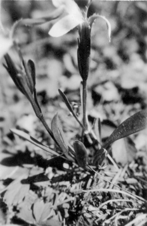 wildflower