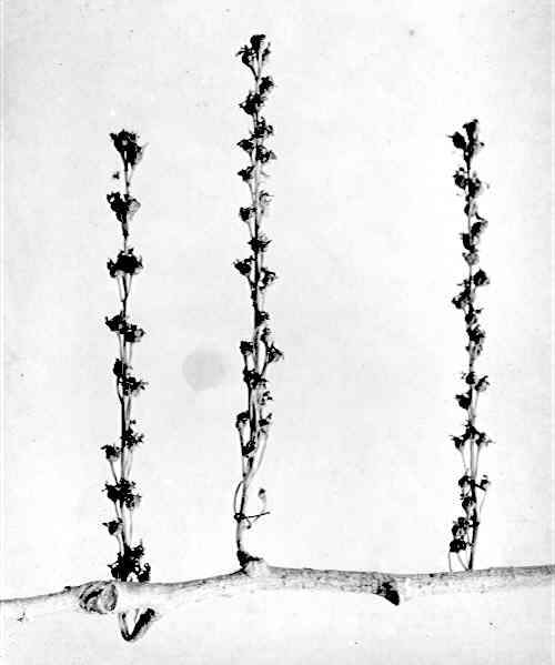 Catkins on Populus wislizenii