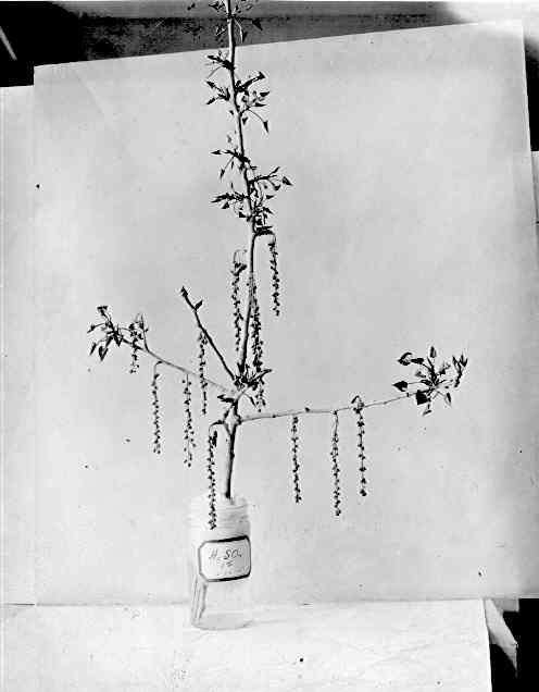 Catkins on Populus wislizenii