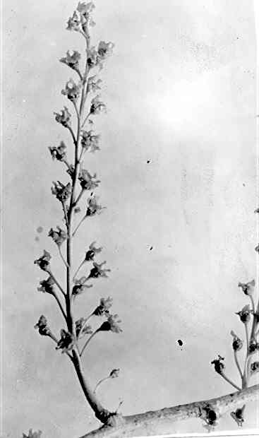 Catkins on Populus wislizenii
