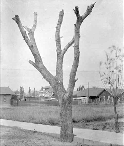 Pollared, Populus wislizenii