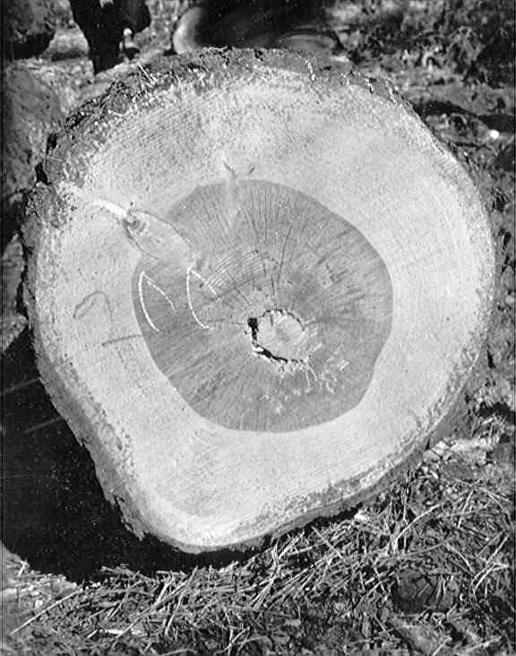 Trametes pini on Pinus ponderosa. Trametes pini on Pinus ponderosa.