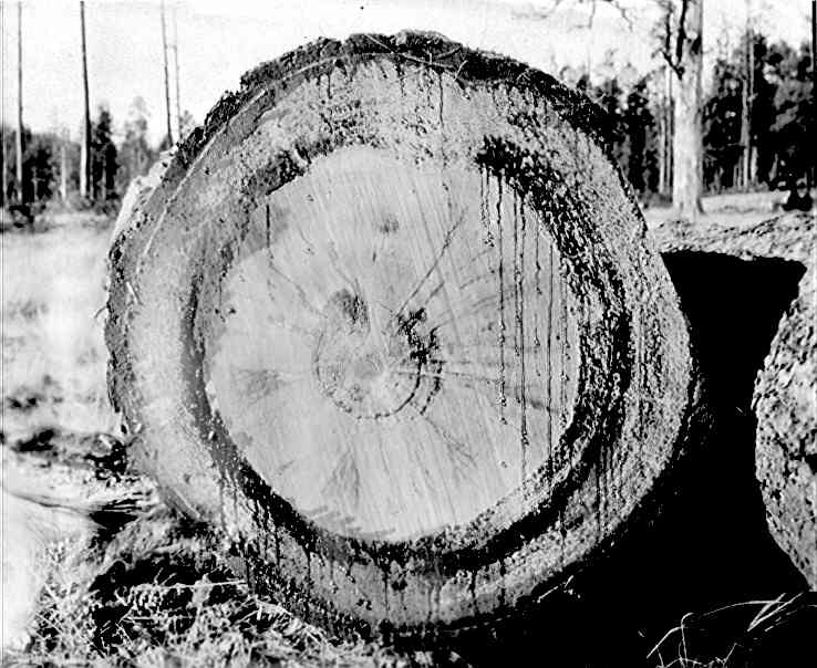 Trametes pini on Pinus ponderosa. Trametes pini on Pinus ponderosa.