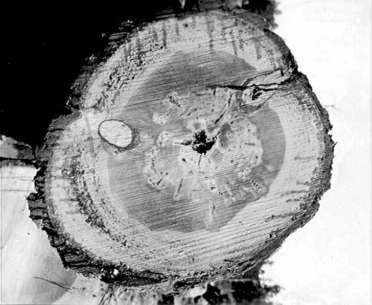 Trametes pini on Pinus ponderosa. Trametes pini on Pinus ponderosa.