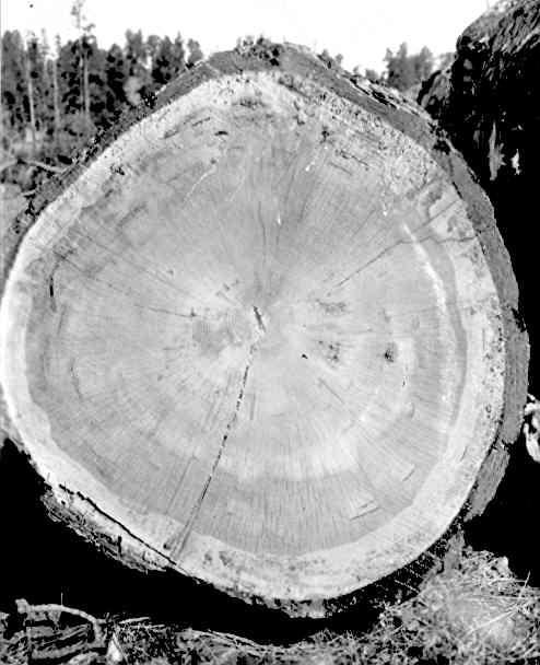 Trametes pini on Pinus ponderosa. Trametes pini on Pinus ponderosa.