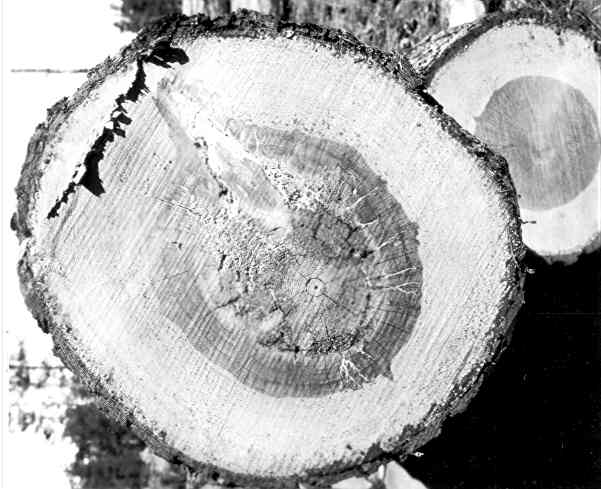 Trametes pini on Pinus ponderosa. Trametes pini on Pinus ponderosa.