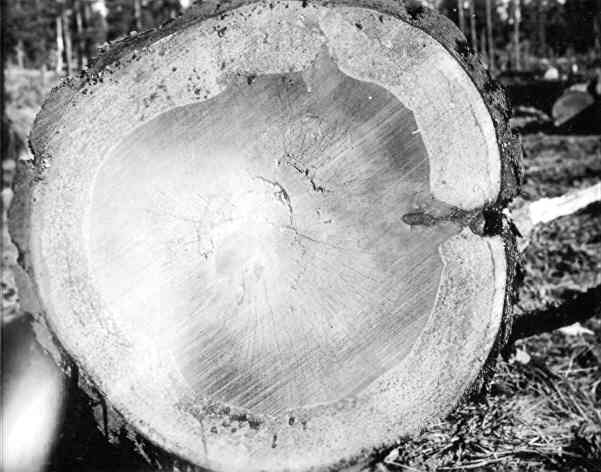 Trametes pini on Pinus ponderosa. Trametes pini on Pinus ponderosa.
