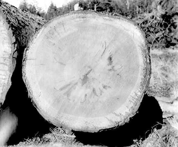 Trametes pini on Pinus ponderosa. Trametes pini on Pinus ponderosa.