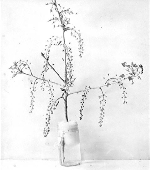 Catkins on Populus wislizenii