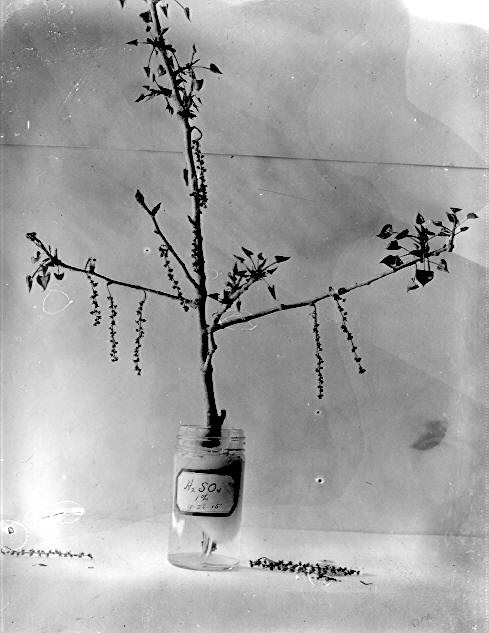 Catkins on Populus wislizenii