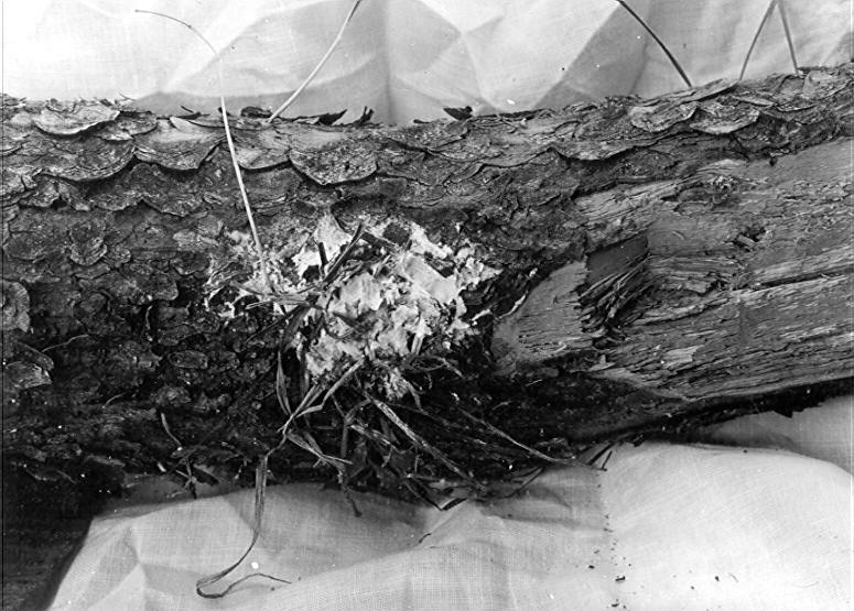 Polyporus ellisianus on Pinus ponderosa Polyporus ellisianus on Pinus ponderosa