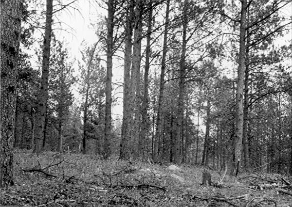 Sample plot 6, Black Hills 1935-36 