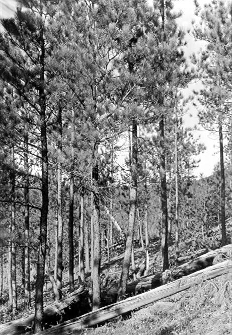 Sample plot 18, Black Hills 1935-36 