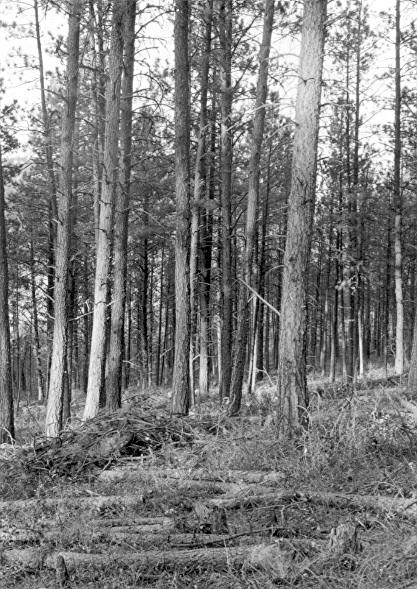 Sample plot 1, Black Hills 1935-36 