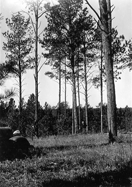 Sample plot 9, Black Hills 1935-36 