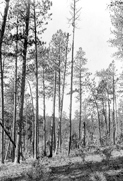 Sample plot 10, Black Hills 1935-36 