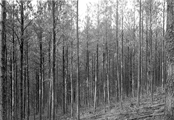 Sample plot 3, Black Hills 1935-36 