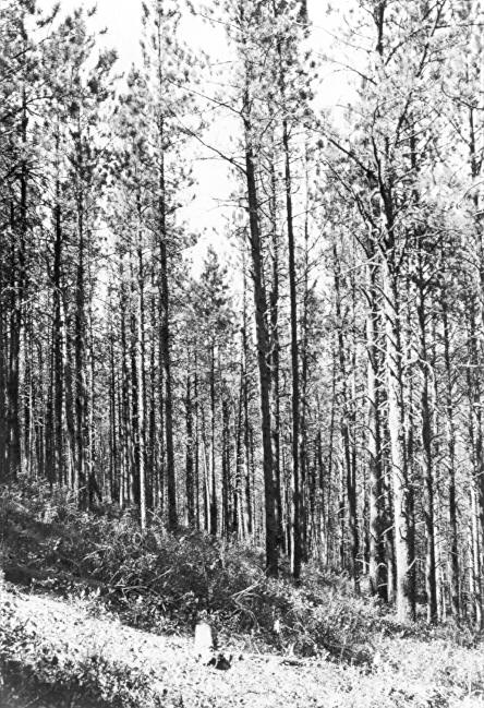 Sample plot 4, Black Hills 1935-36 