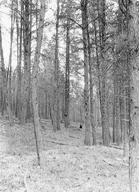Sample plot 4, Black Hills 1935-36 