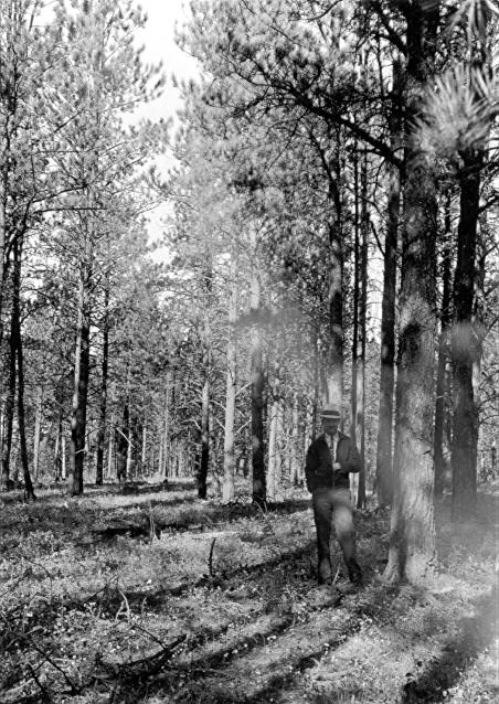Sample plot 7, Black Hills 1935-36 
