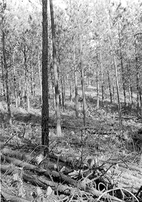 Sample plot 7, Black Hills 1935-36 