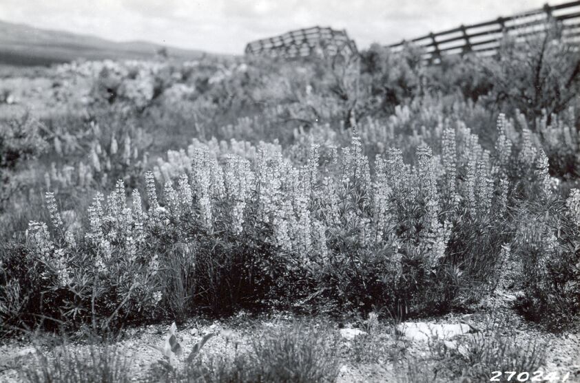 Close-up view of Lupinus sulphureus near railroad.