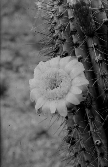 Blossom of organ pipe cactus