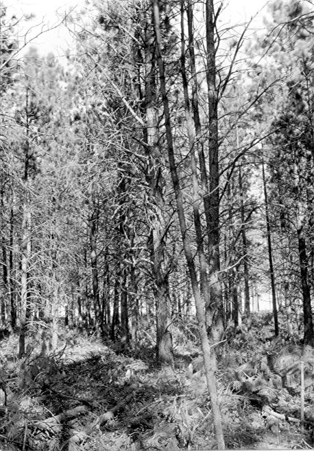Plot 13