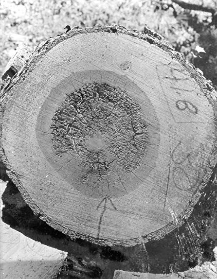 Decay - Pinus Ponderosa, carbonizing type. Decay - Pinus Ponderosa, carbonizing type.