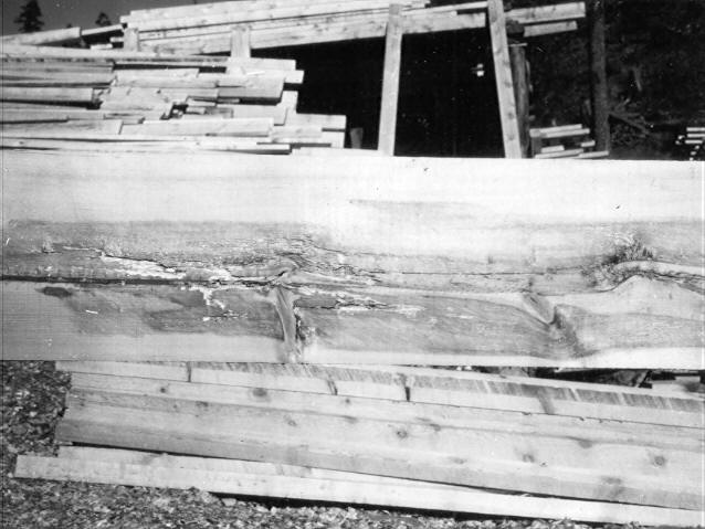 Polyporus ellisianus on Pinus ponderosa Polyporus ellisianus on Pinus ponderosa