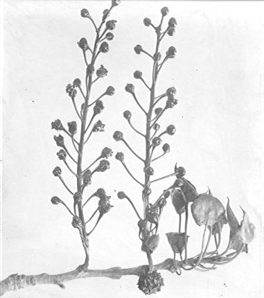 Catkins on Populus wislizenii